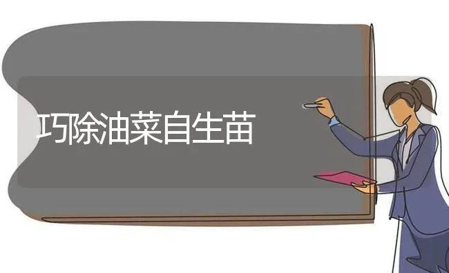 巧除油菜自生苗 | 粮油作物种植