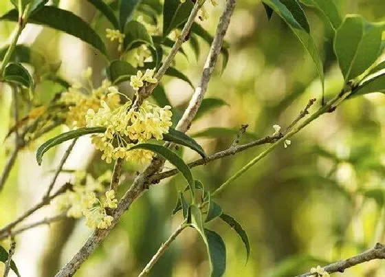 室内摆放|家里种桂花树风水好吗