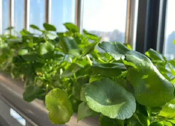 植物寓意|象征财富的植物有哪些