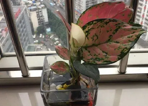 卧室摆放|如意皇后可以放卧室吗