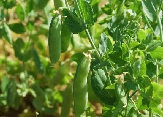 种植管理|豌豆几月份种植合适