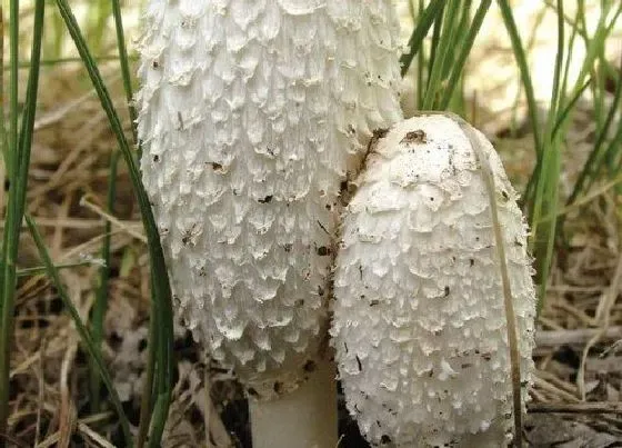 植物百科|药磨菇生长在什么地方
