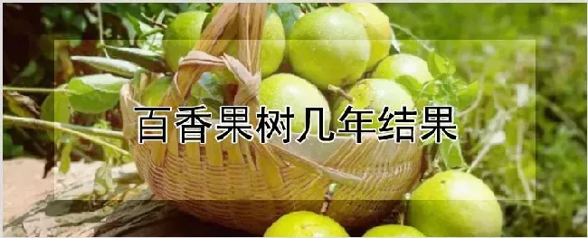 百香果树几年结果 | 农业技术