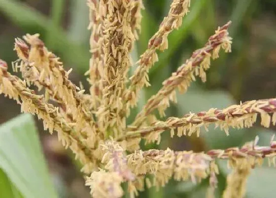 植物百科|玉米是单性花吗