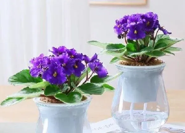 养殖科普|什么花喜阴不需要阳光 适合在室内养的耐阴花卉植物