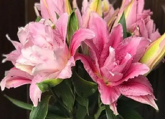 植物百科|和百合花很像的花