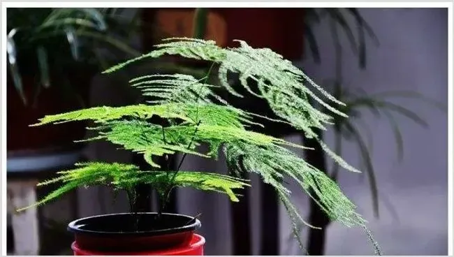 文竹施肥技巧 | 种植技术