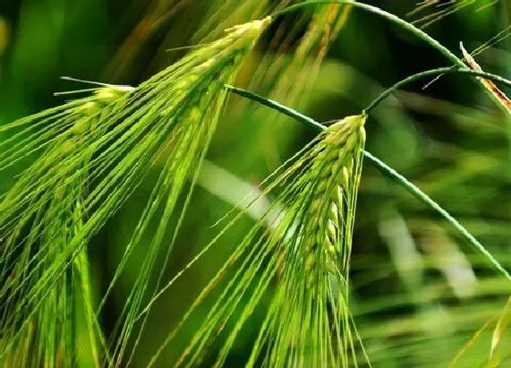 果实成熟|青稞几月份成熟采摘