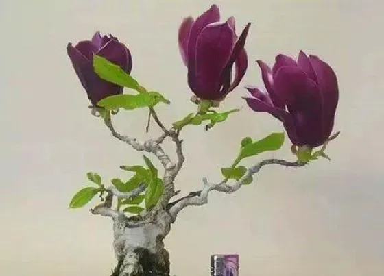 颜色花|玉兰花什么颜色 四种颜色玉兰花样子（图片）