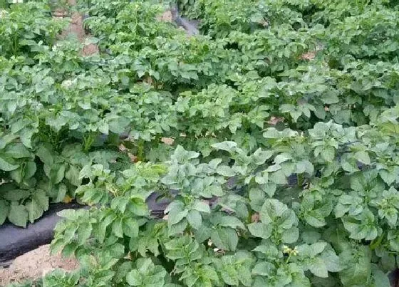 夏天植物|土豆夏天可以种吗