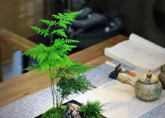 植物修剪|文松怎么修剪好看