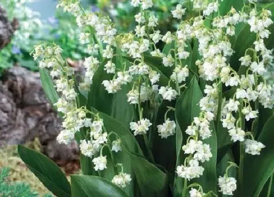 花期|铃兰花期是什么时候