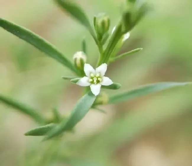 功效常识|百蕊草的功效与作用及吃法禁忌