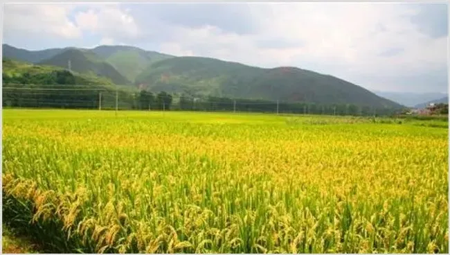 水稻需肥规律是怎么样的 怎么施肥好 | 植物病害