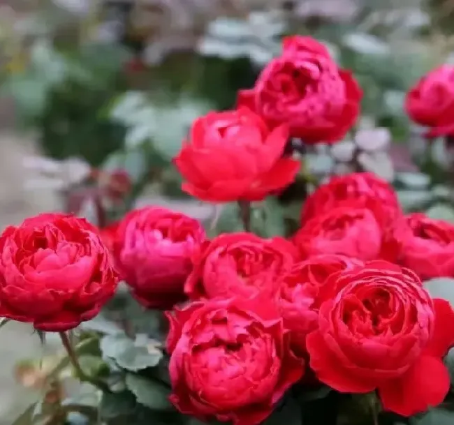 植物种类|十大浓香型月季花香味排名（月季花香味浓郁第一名品种）