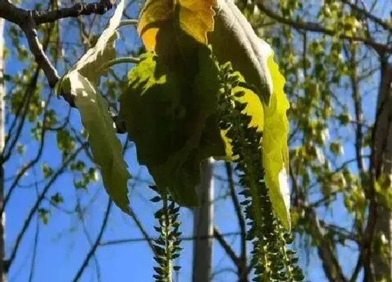 植物百科|杨树会开花吗 一般什么时候开花