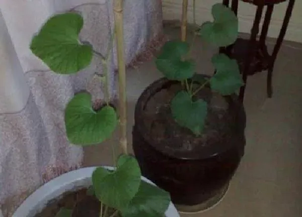 养殖科普|葫芦可以盆栽吗
