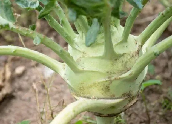 植物播种|大头菜什么时候播种好