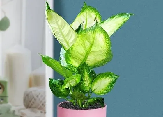植物修剪|万年青怎么修剪方法