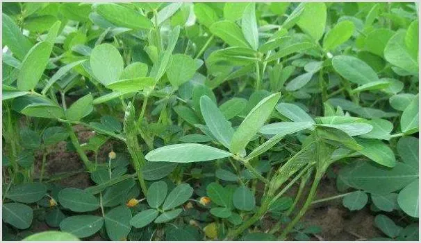 花生苗发黄什么原因 | 种植资料