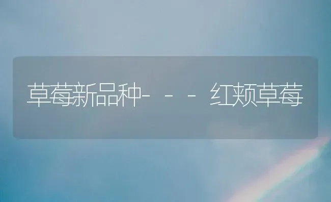 草莓新品种---红颊草莓 | 瓜果种植