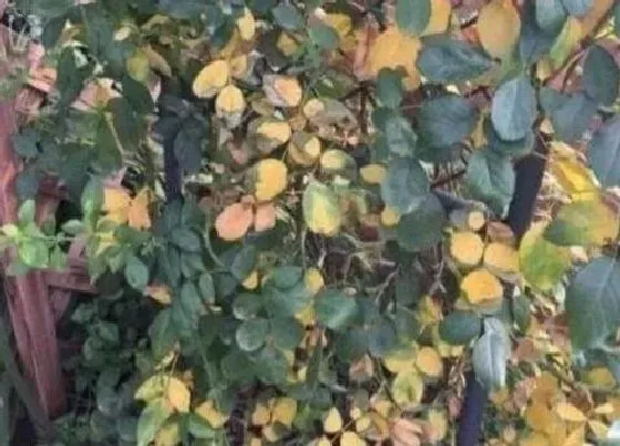 植物虫害|月季病虫害防治方法与技术