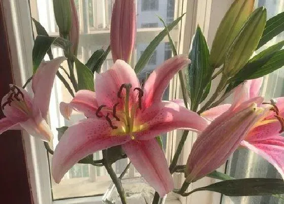 送花|好友生日送什么花合适