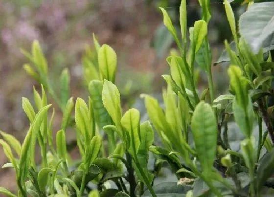 植物病害|茶树黄叶病的原因及治疗处理方法