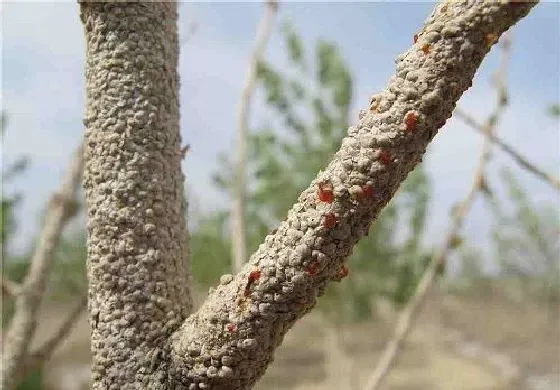 植物虫害|樱桃介壳虫用什么药管用 治疗措施与防治方法