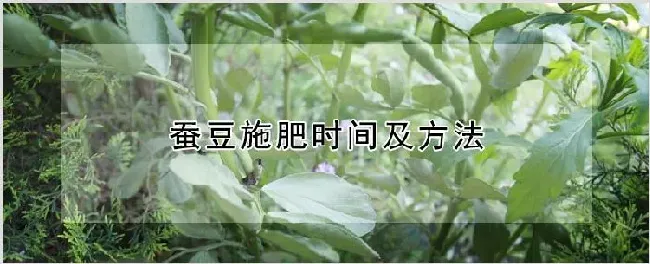 蚕豆施肥时间及方法 | 种植技术