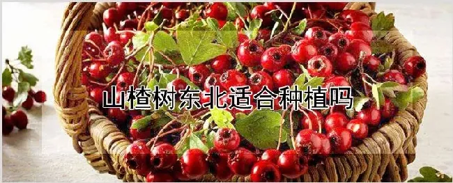 山楂树东北适合种植吗 | 自然知识