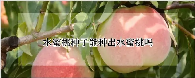 水蜜桃种子能种出水蜜桃吗 | 农业技术