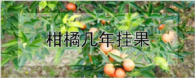 柑橘几年挂果 | 耕种资料