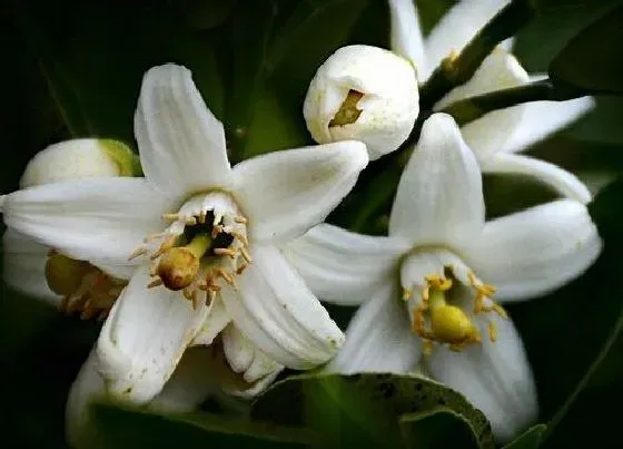 颜色花|橘子花是什么颜色的
