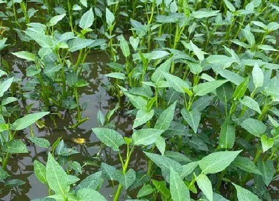 种植管理|竹叶菜几月份种植合适