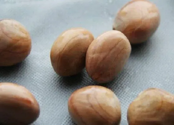 食用须知|菠萝蜜种子可以吃吗