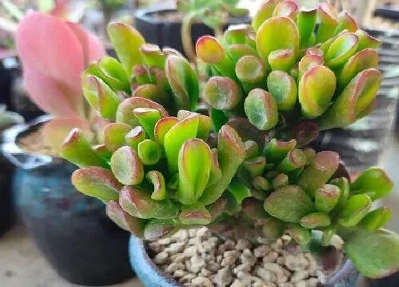 植物毒性|吸财树有毒吗 可以放在室内养吗