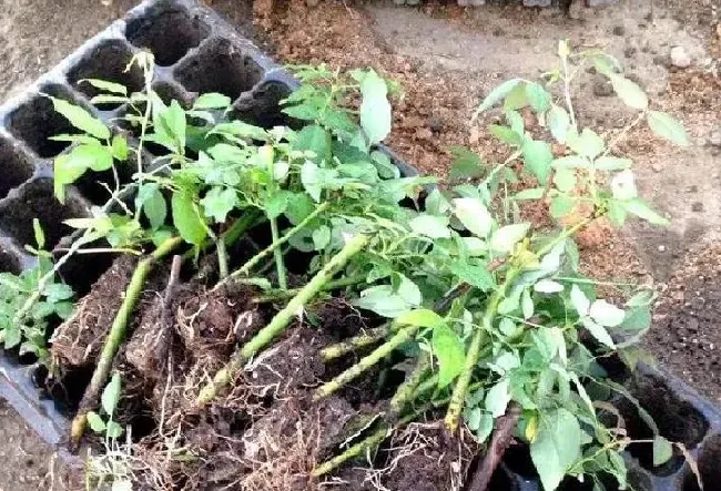 植物扦插|什么时候扦插月季最好（盆栽月季花怎样扦插成活率高）
