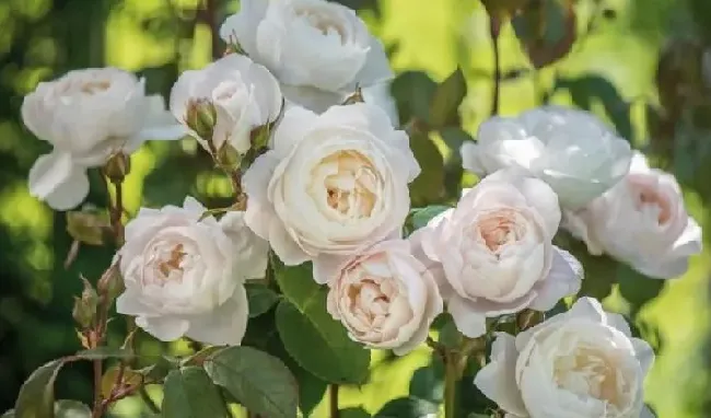 植物种类|十大浓香型月季花香味排名（月季花香味浓郁第一名品种）