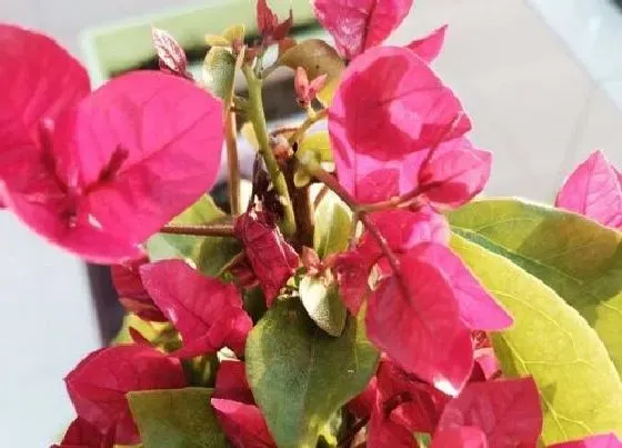 植物百科|什么人不能养三角梅