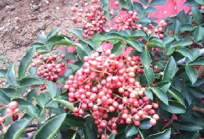 植物浇水|花椒树什么时候浇水合适（移栽花椒树一年浇几次水最好）