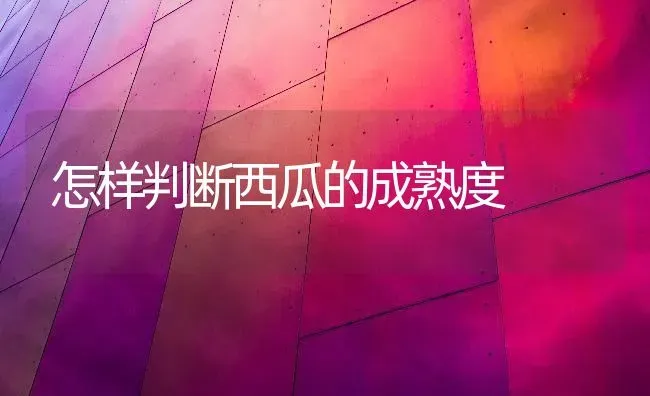怎样判断西瓜的成熟度 | 瓜果种植