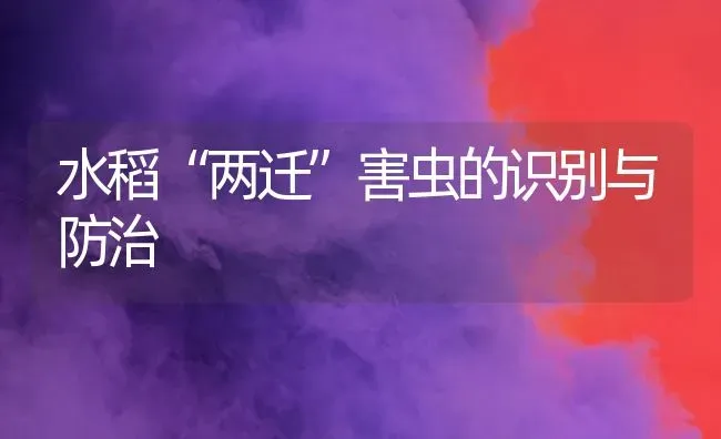 水稻“两迁”害虫的识别与防治 | 粮油作物种植