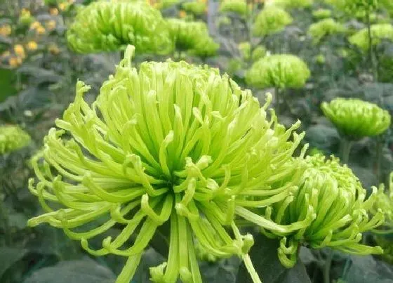 绿植|小阳台适合种什么植物