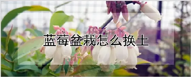 蓝莓盆栽怎么换土 | 种植资料