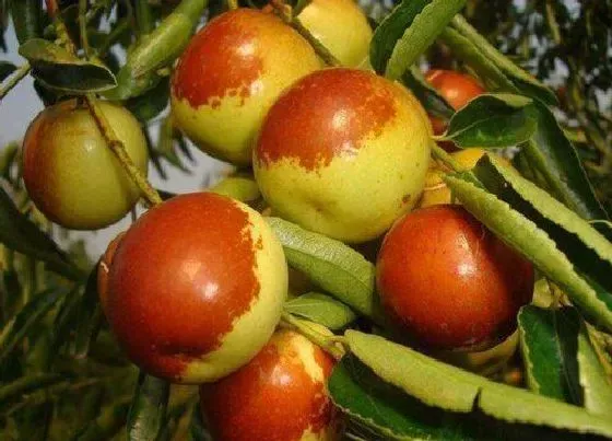 植物施肥|枣树用什么肥料好