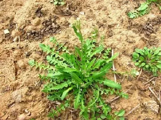 食用常识|地菜是发物吗 是不是属于发物食物