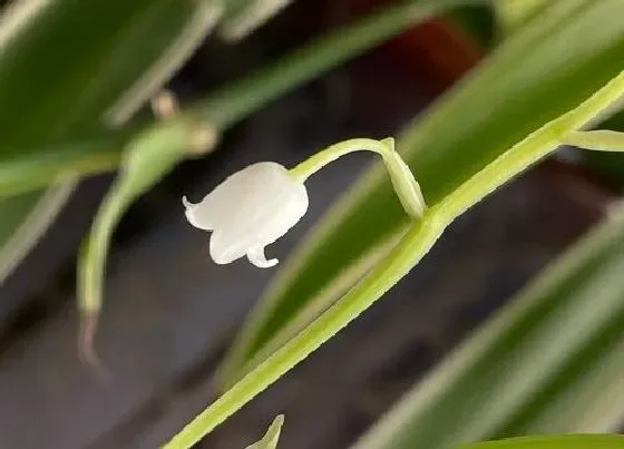 植物百科|铃兰几年生植物