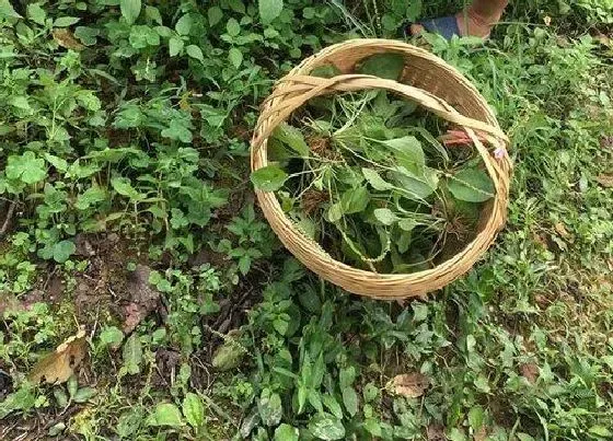 药用价值|车前草有什么药用价值