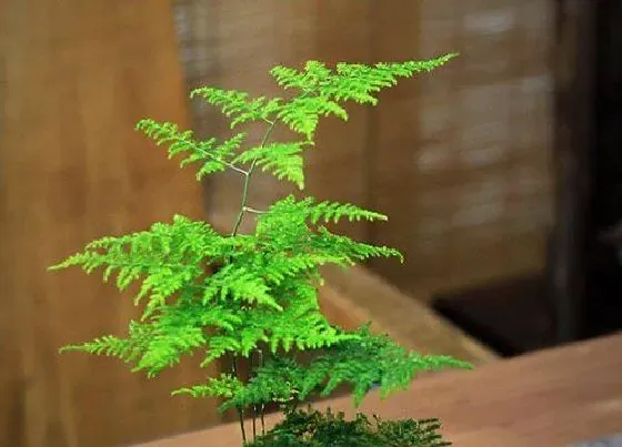 植物修剪|文松怎么修剪好看